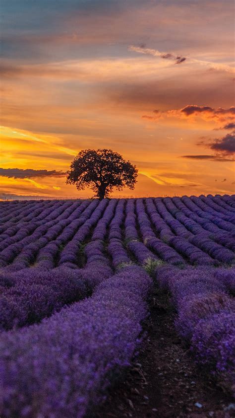 Purple Lavender Field During Sunset 4k Hd Flowers Wallpapers Hd