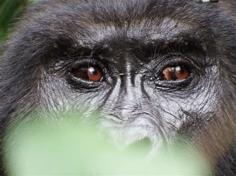 Gorilla Eyes Smithsonian Photo Contest Smithsonian Magazine