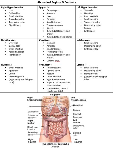 These lectures discuss the anatomy of the abdomen. Abdominal regions and contents (With images) | Abdominal, Gallbladder