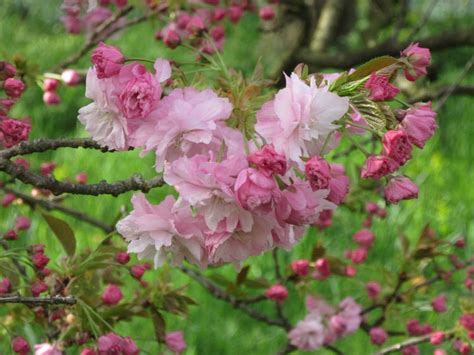 Prunus Pink Perfection Japanese Flowering Cherry