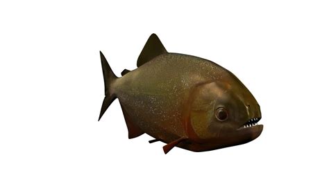 Piranha Fish 3d Model Turbosquid 1285848