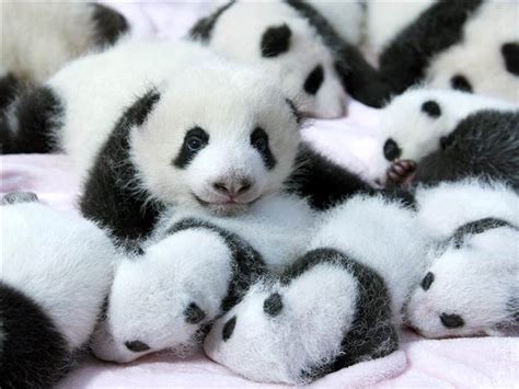 Panda Overload 14 Cute Babies Cuddle In A Crib