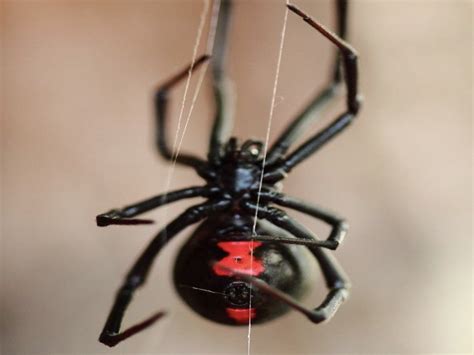 8 Things You Need To Know About Black Widow Spiders In Az