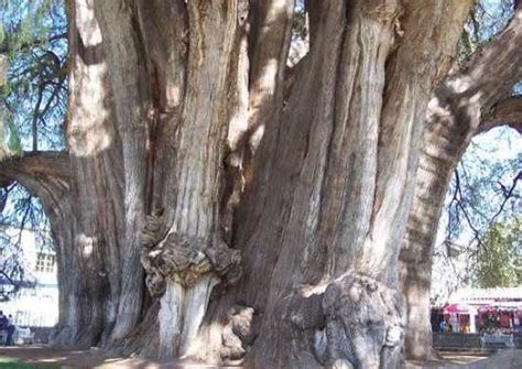 10 Magnificent Living Trees Listverse