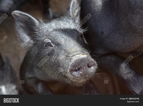Cute Hairy Wet Snout Image And Photo Free Trial Bigstock