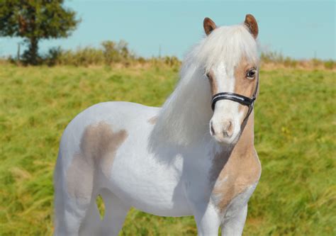 Small But Mighty Discover The World Of The Miniature Horse The