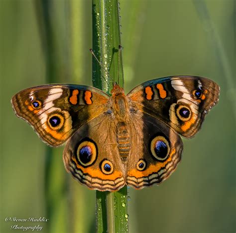 Common Buckeye Butterfly Backcountry Gallery Photography Forums