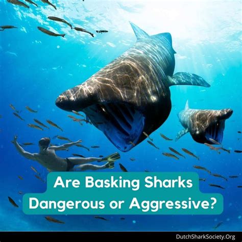 Are Basking Sharks Dangerous To Humans Dutch Shark Society