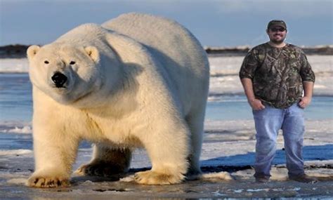 Largest Polar Bear On Record Biggest Polar Bear Ever • Polar Bear Facts