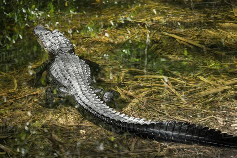 Alligator In Swamp At Forest Stock Photo Dissolve