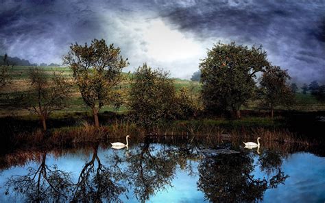 Nature Lake Water Trees Animals Reflection Swans
