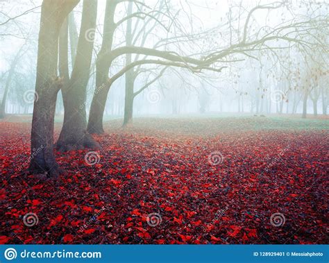 Autumn November Foggy Landscape Deserted Autumn Park Alley With Bare
