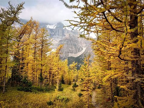 Land Of The Larches Nature Lovers Gear Up For Albertas Golden Season