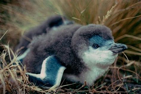 Baby Blue Penguin Cute Animal Pictures Cute Animals Animals