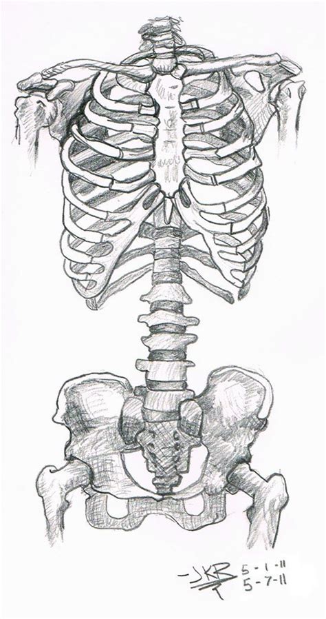 Anatomy Study Skeleton Torso By Jkriki On Deviantart Skeleton