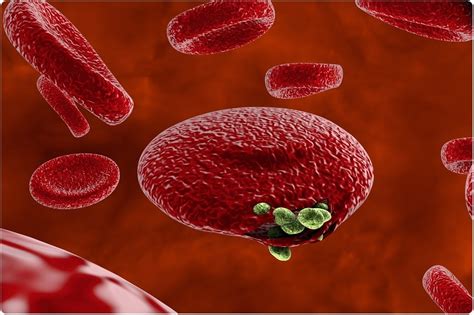 Researchers Use Body Odor To Diagnose Malaria