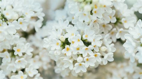 White Flower Naturewhite Flower 13569 4k
