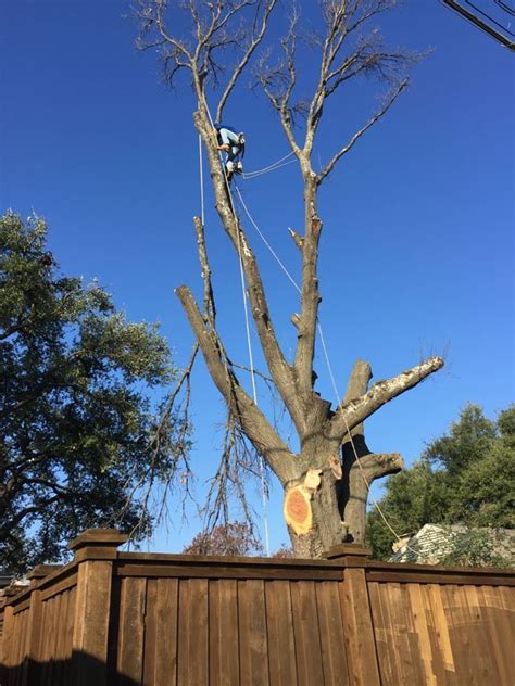 How Much Does It Cost To Remove Tree Texas Tree Surgeons