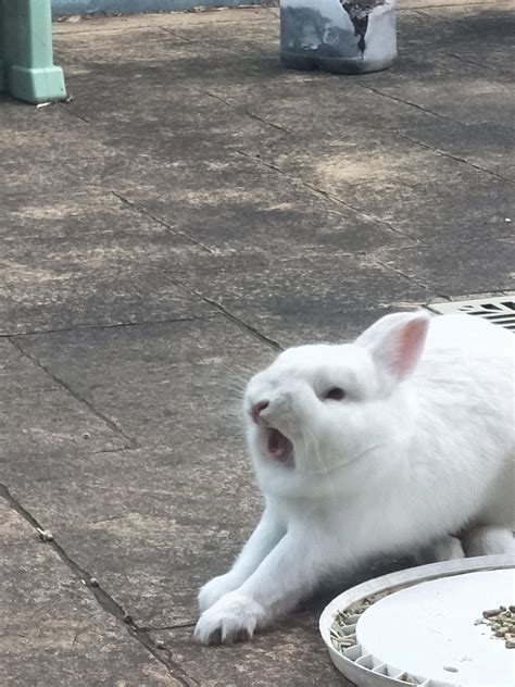 Psbattle Rabbit Yawn Rphotoshopbattles