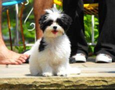 Puppyfind® provides a convenient and efficient means of selecting and purchasing the perfect long hair chihuahua puppy (or long hair chihuahua puppies) from the comfort of your home, 24 hours a day, 7 days a week. Malchi (Chihuahua-Maltese Mix) Info, Temperament, Puppies ...