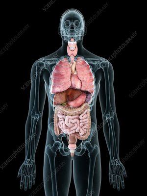 Find the perfect internal organs stock illustrations from getty images. Illustration of a man's internal organs - Stock Image ...