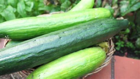 Cucumber Harvest September Youtube