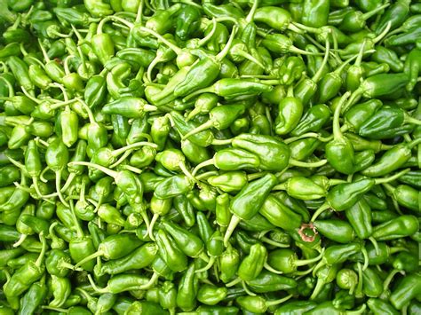 Pepper Chilli Padron Vegeable Seeds Unwins Jacksons Nurseries