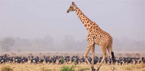 Kordofan Giraffe Conservation Artists For Conservation