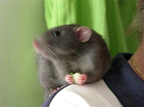 What's in this guide to the dumbo rat? Merlin dumbo rat - YouTube