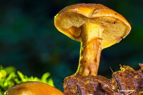 Sinken gefährlich erben pilz mit gelbem schwamm Vielen Dank Paddel Geben