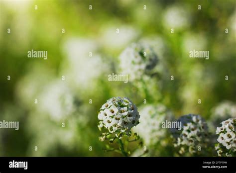 Carpet Of Small White Fragrant Flowers Alyssum Stock Photo Alamy