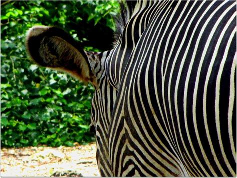 Zebra Zoo Stripes Animal Free Image Download