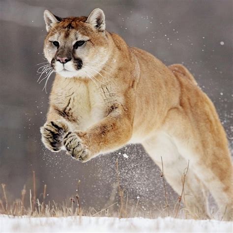 A Beautiful Puma At Hunting Wild Animal Wallpaper