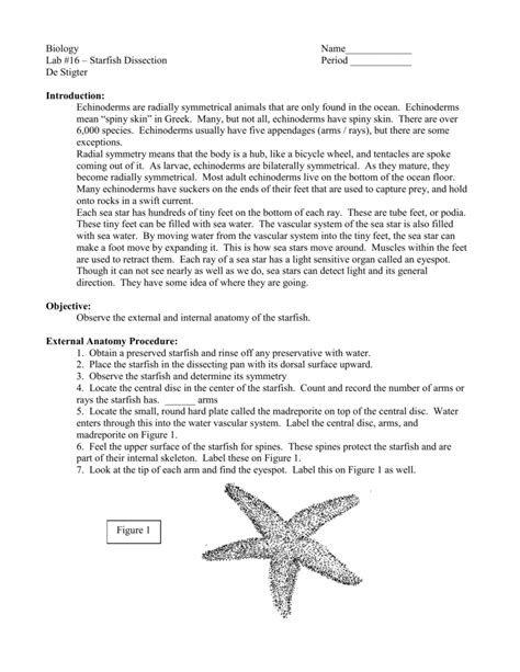 Anatomy Of A Starfish Anatomical Charts And Posters