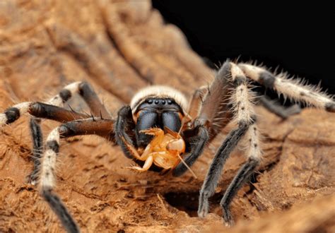 Huntsman Spider Eating Opossum A Detailed Insight Pestclue