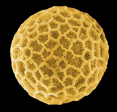 Pollen Grain Photograph By Pascal Goetgheluckscience Photo Library