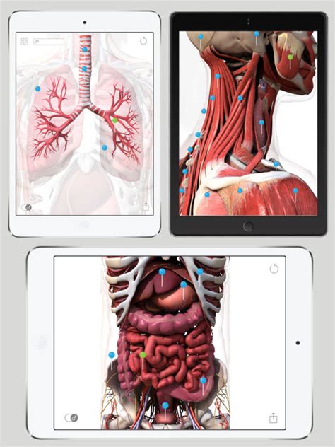 Anatomy Of Human Body App For Doctors And Students Apps 148apps