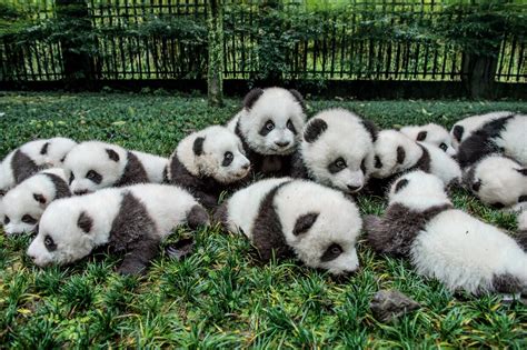 Giant Panda Profile Traits Facts Cute Body Zoo Habitat