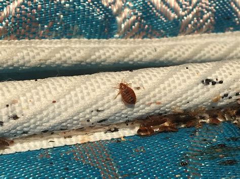 what causes bed bugs storables