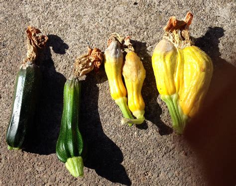 Check spelling or type a new query. Squash and zucchini blossom end rot. I'm treating the ...