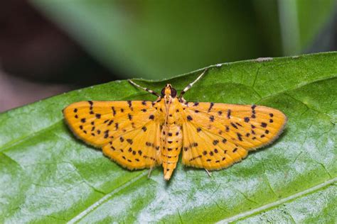 Moth Species Becomes More Sexually Active When Bathed In Red Light