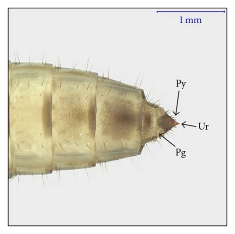 Figure 1 Improved Visualization Of Alphitobius Diaperinus Panzer Coleoptera Tenebrionidae
