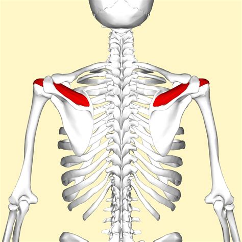 The posterior muscles include the trapezius, levator scapulae, rhomboideus, latissimus dorsi, triceps brachii. Diagram Of Shoulder Tendons Muscle Anatomy | Anatomie des ...