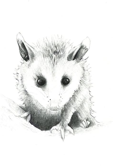 Fun To Draw Possum
