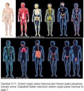 Sistem ini terdiri dari beberapa jenis organ yang memiliki struktur. SAINS DAN TEKNOLOGI: 2.3-Organisasi sel dalam badan manusia