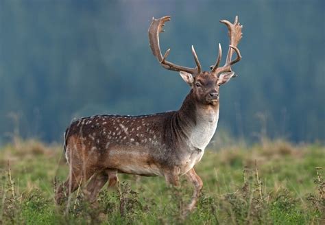 Fallow Deer Facts And Beyond Biology Dictionary