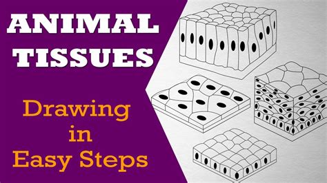 How To Draw Animal Tissues In Easy Steps 9th Biology Cbse Ncert