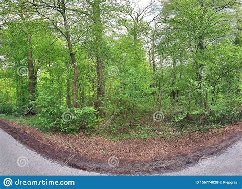 Beautiful Green Panorama Landscape Of A Green Forest On