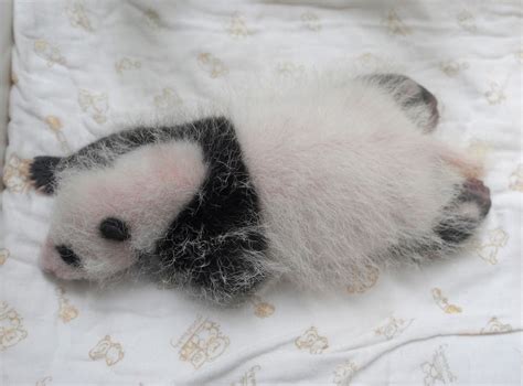 Giant Panda Gives Birth To Twin Cubs At Toronto Zoo The Independent
