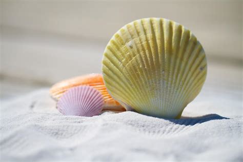How To Identify Seashells On The Beach Peppertree Bay Siesta Key